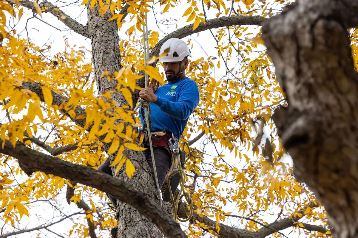 Skilled Storm Damage Cleanup crew working in Cherry Valley