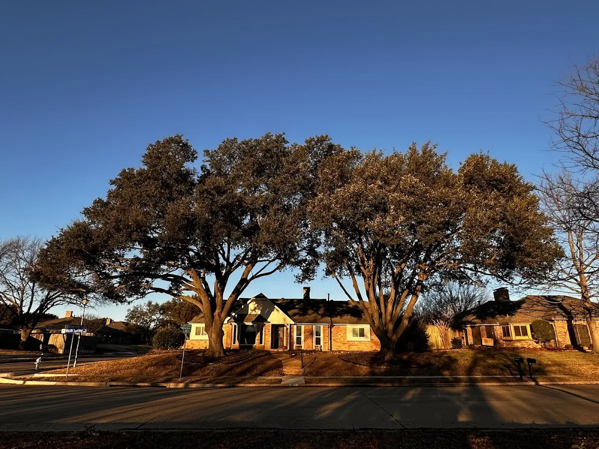 Established residential canopy tree shading a home in Cherry Valley